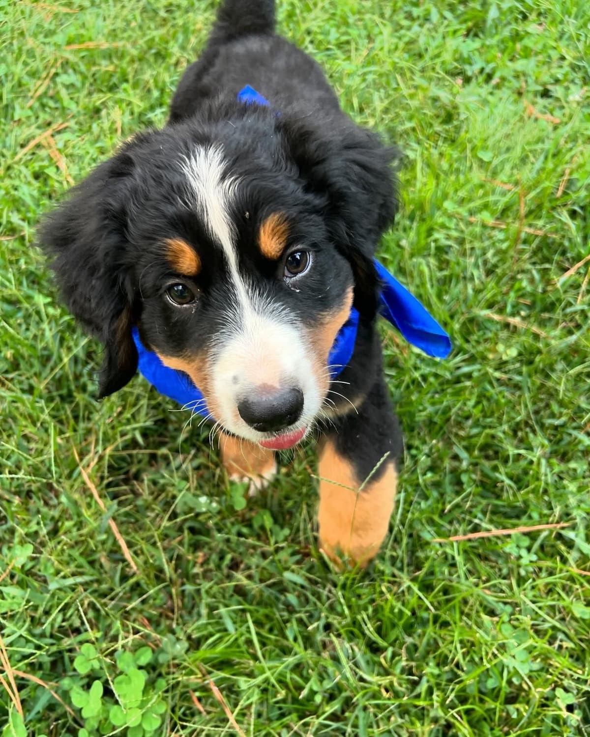 Bernese Mountain Dog Puppies breeder image 21
