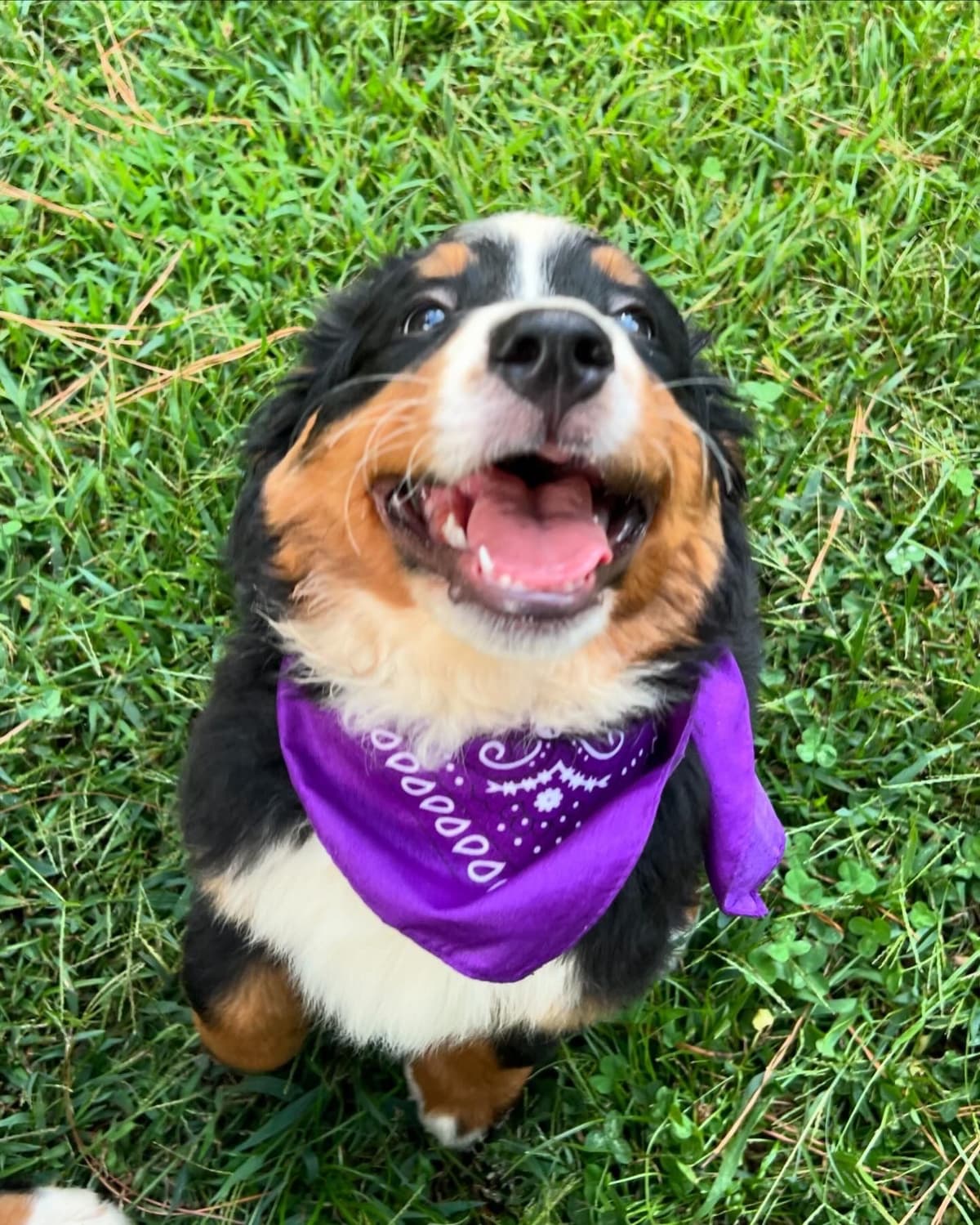 Bernese Mountain Dog Puppies breeder image 18