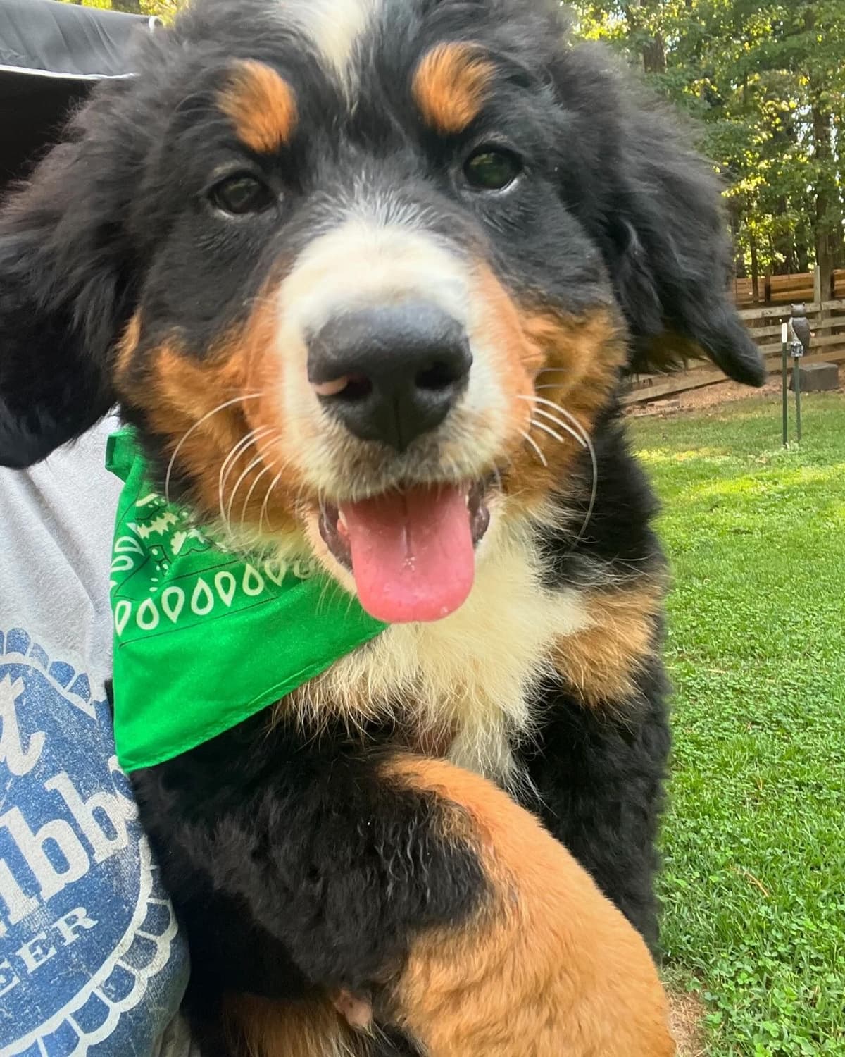 Bernese Mountain Dog Puppies breeder image 19