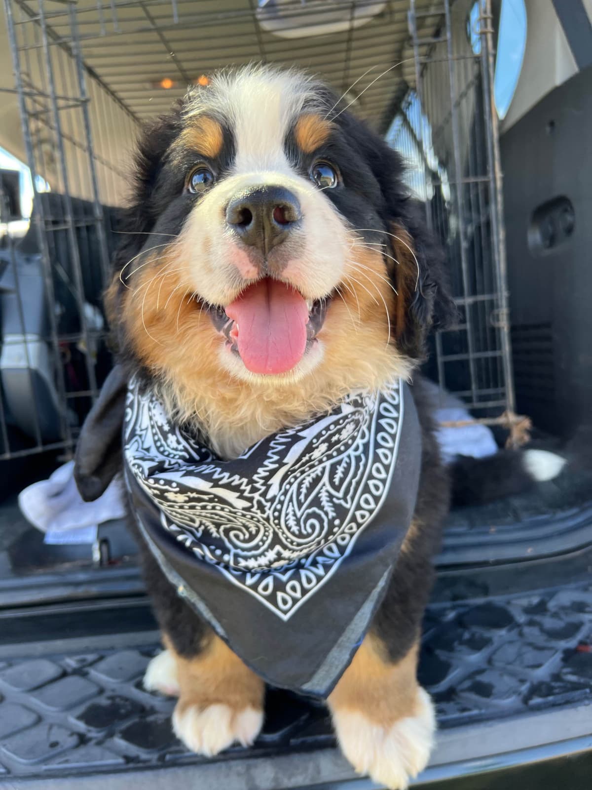 Bernese Mountain Dog Puppies breeder image 23