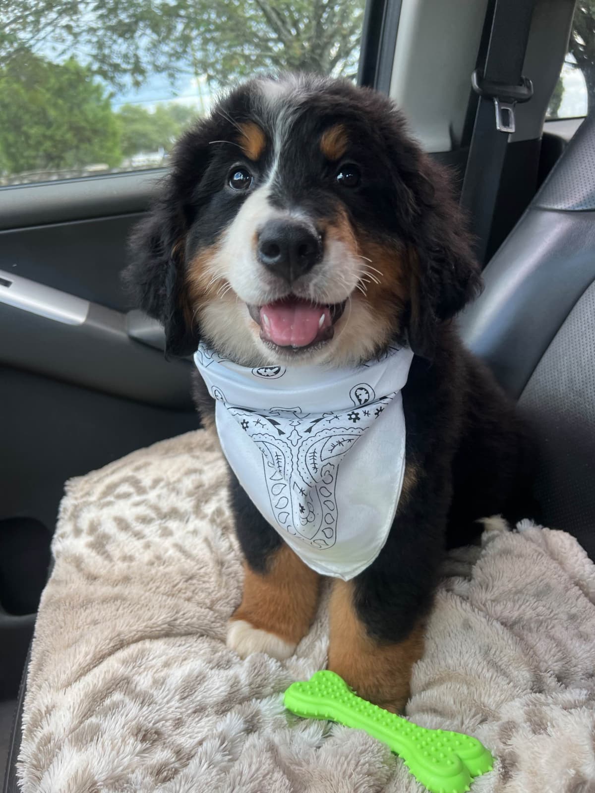 Bernese Mountain Dog Puppies breeder image 24