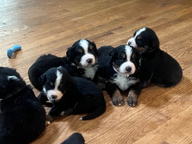 Bernese Mountain Dog Puppies media 5