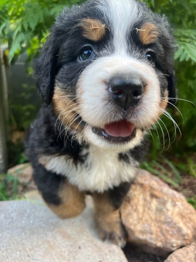 Bernese Mountain Dog Puppies media 2