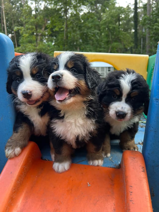 Bernese Mountain Dog Puppies media 3