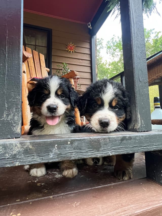 Bernese Mountain Dog Puppies media 4