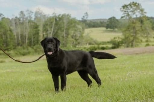 Labrador Retriever Puppies breeder image 2