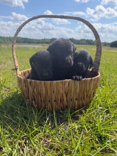 Labrador Retriever Puppies media 2