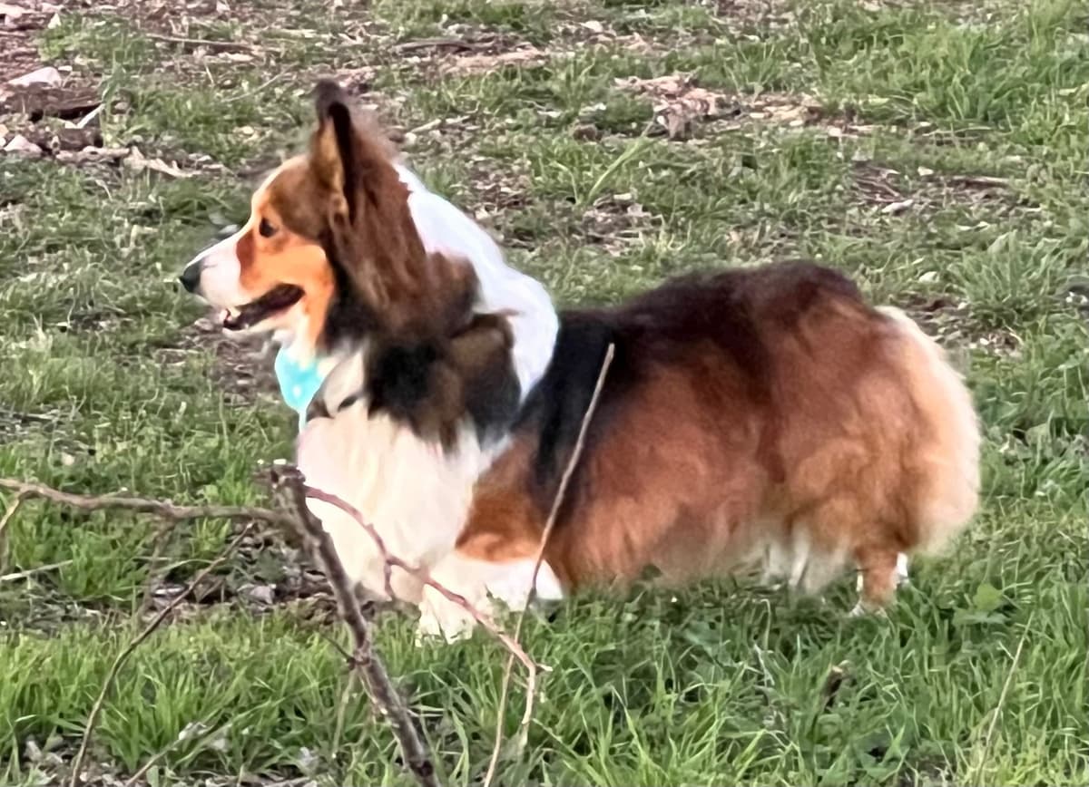 Fluffy, Bluie Carrier, Triple Clear, breeder image 14