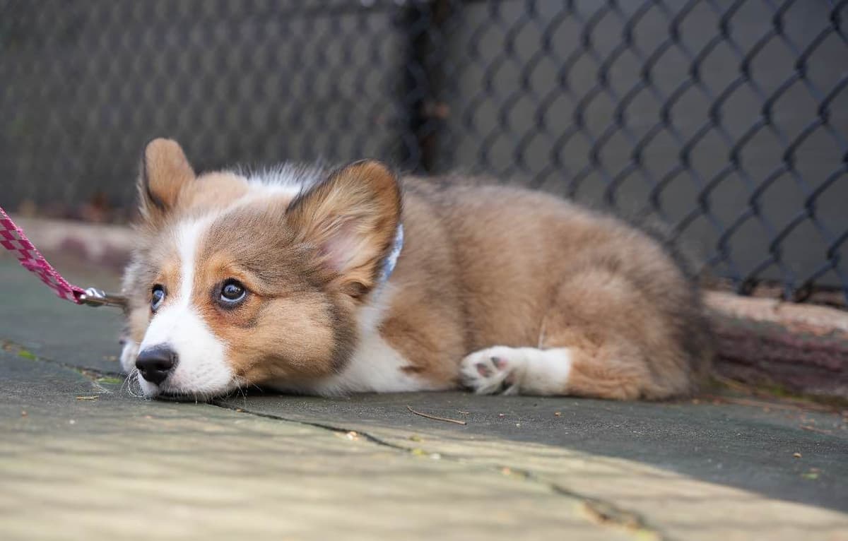 Fluffy, Bluie Carrier, Triple Clear, breeder image 15