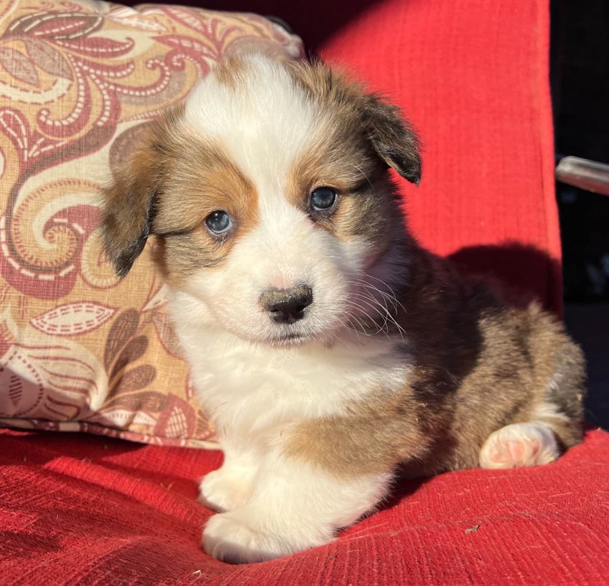 Fluffy, Bluie Carrier, Triple Clear, breeder image 17
