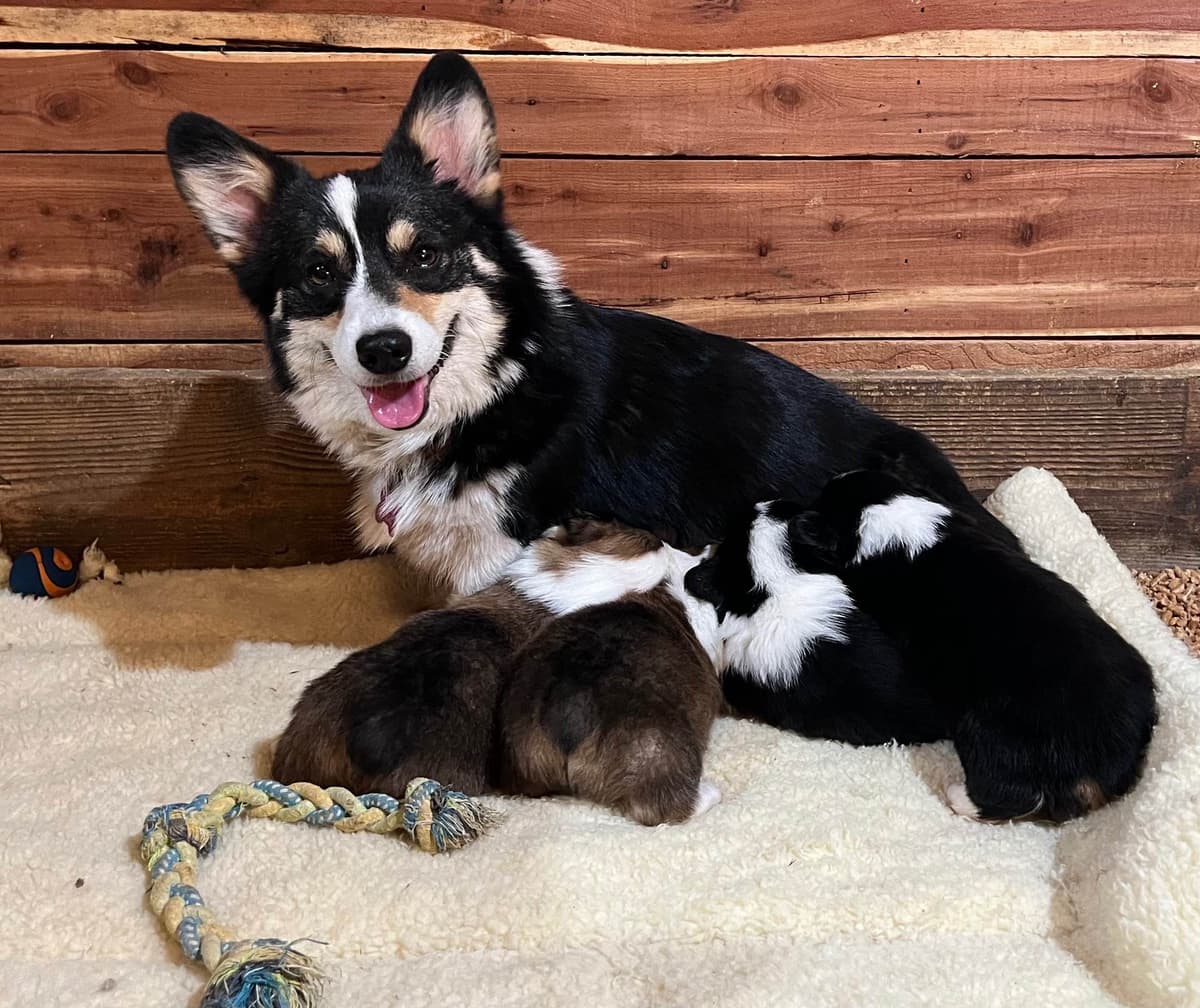 Fluffy, Bluie Carrier, Triple Clear, breeder image 24