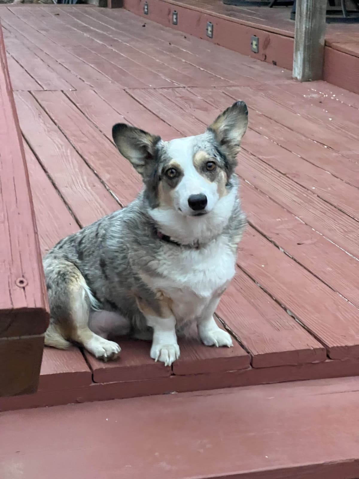 Fluffy, Bluie Carrier, Triple Clear, breeder image 26