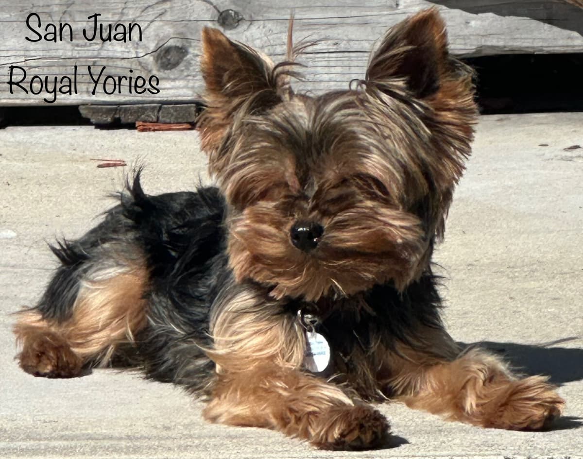 Yorkshire Terrier Puppies breeder image 1