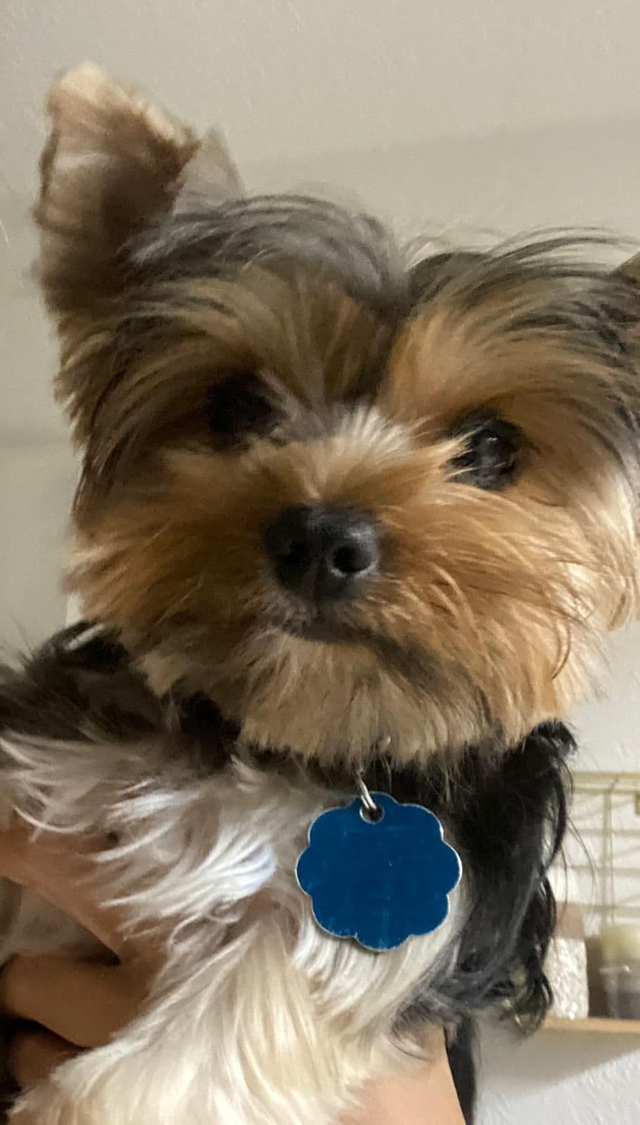 Yorkshire Terrier Puppies breeder image 3