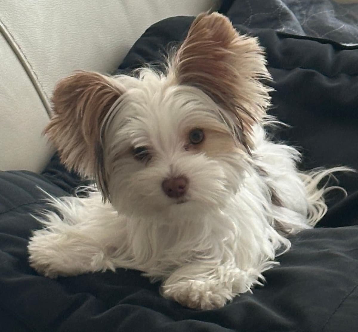 Yorkshire Terrier Puppies breeder image 4
