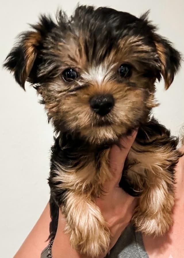 Yorkshire Terrier Puppies media 2