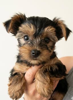 Yorkshire Terrier Puppies thumbnail 1