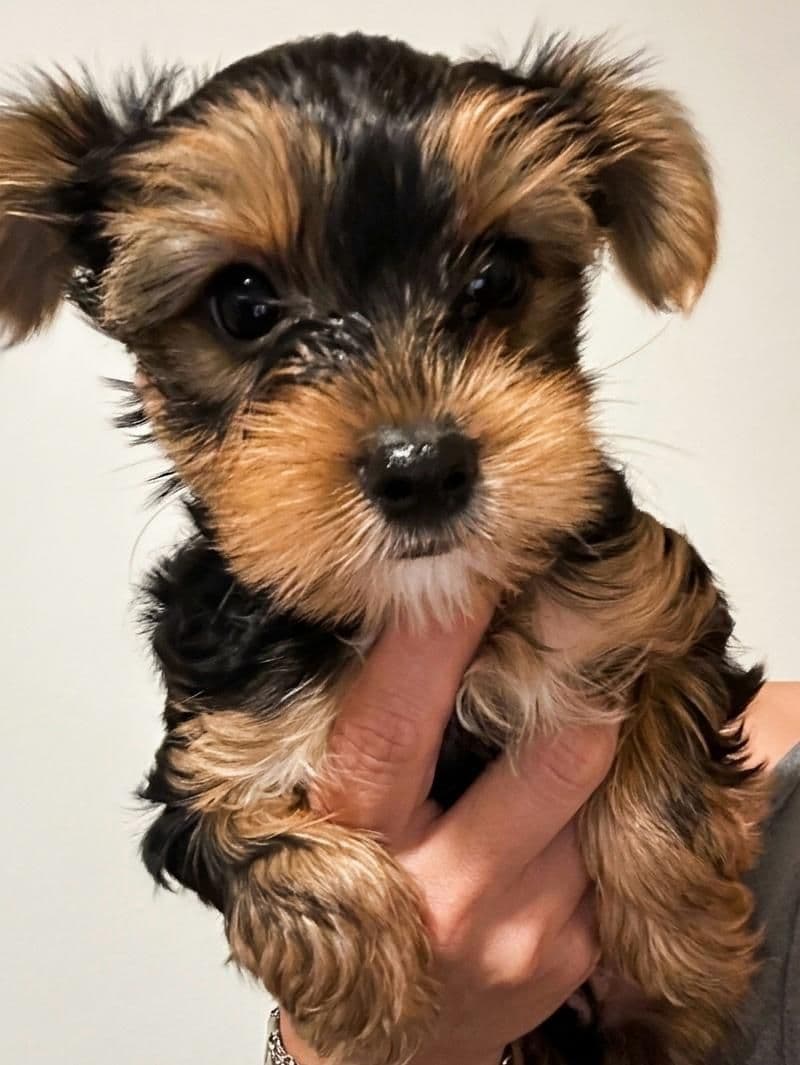 Yorkshire Terrier Puppies photo 2