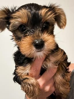 Yorkshire Terrier Puppies thumbnail 2