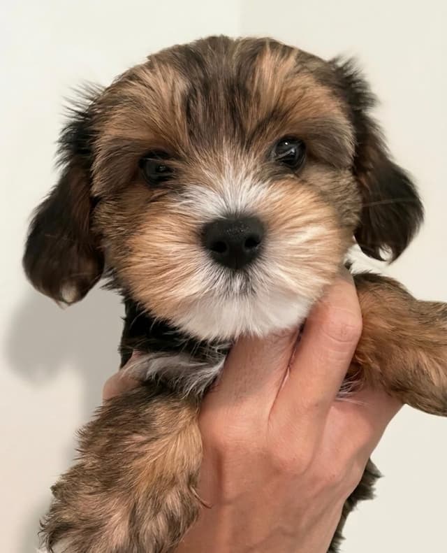 Yorkshire Terrier Puppies media 2