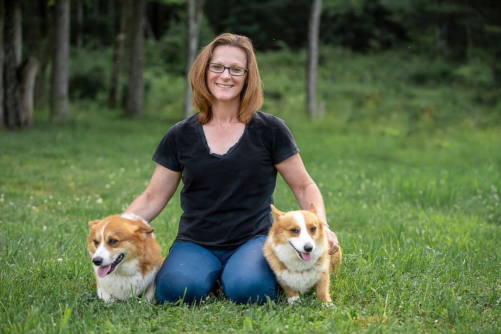 Triple Clear, OFA parents, Corgis breeder image 5