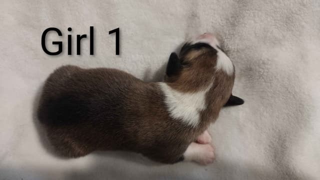 Triple Clear, OFA parents, Corgis media 11