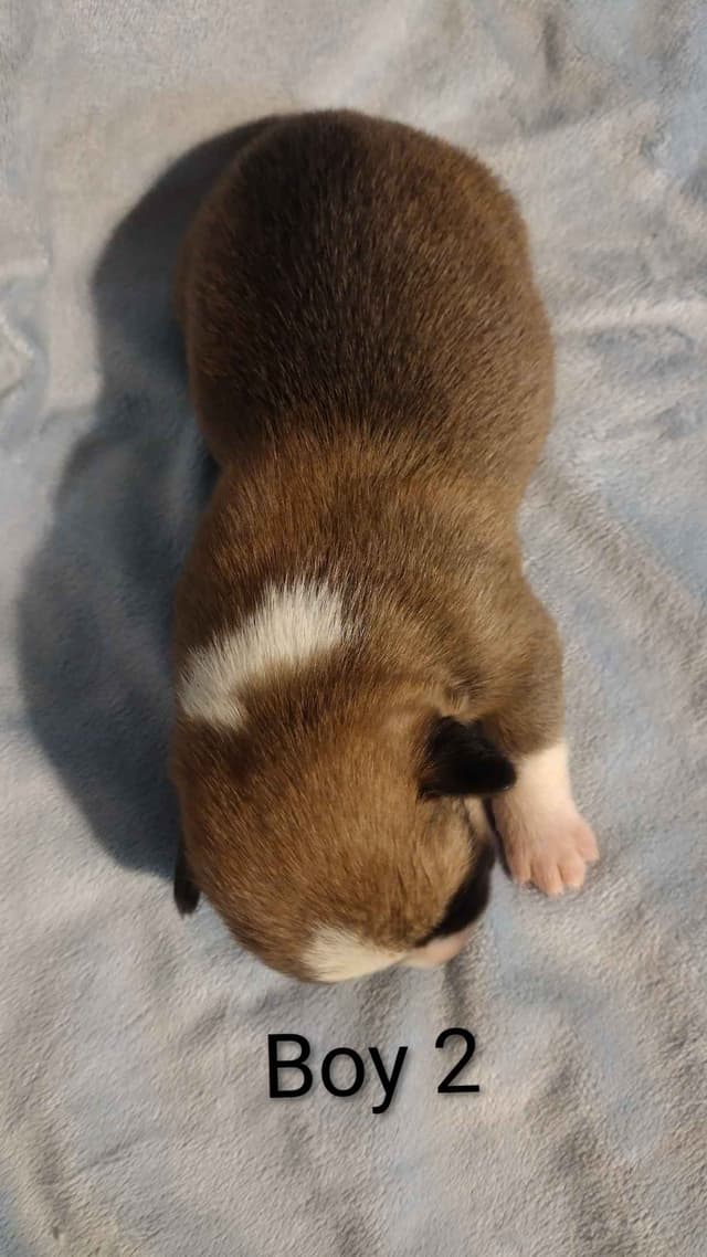Triple Clear, OFA parents, Corgis media 12