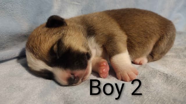 Triple Clear, OFA parents, Corgis media 15