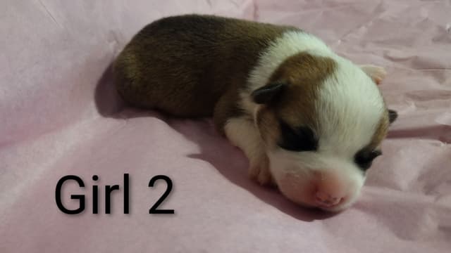 Triple Clear, OFA parents, Corgis media 16