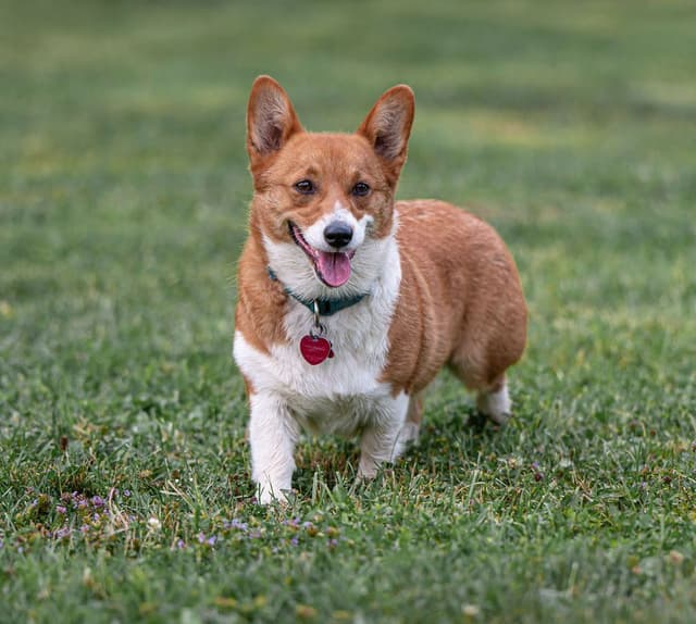 Triple Clear, OFA parents, Corgis media 18