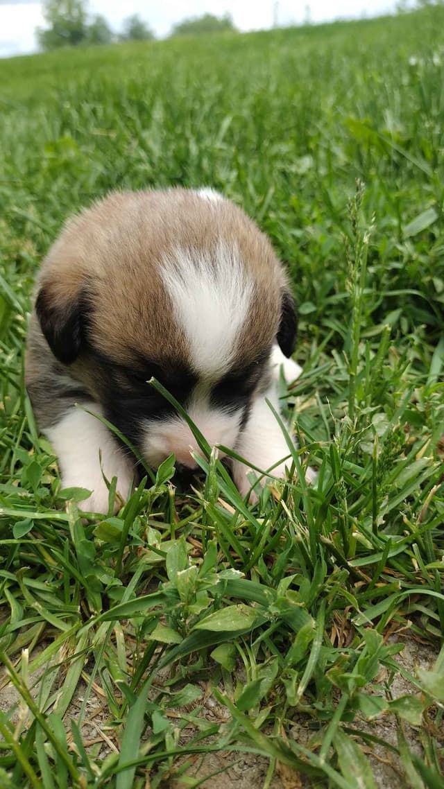 Triple Clear, OFA parents, Corgis media 7