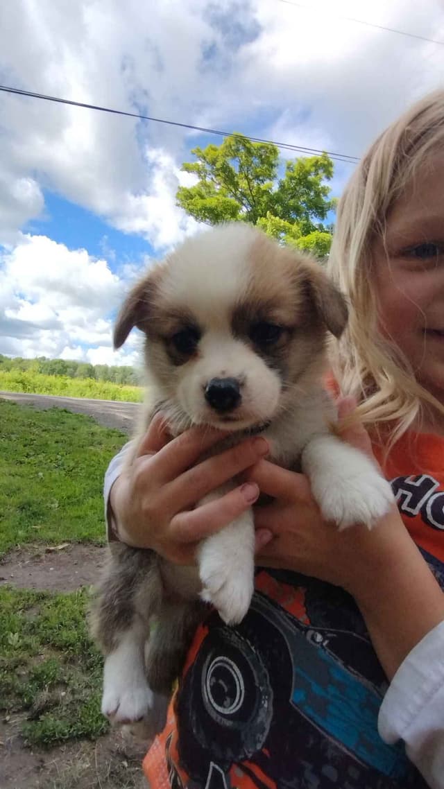 Triple Clear, OFA parents, Corgis media 2