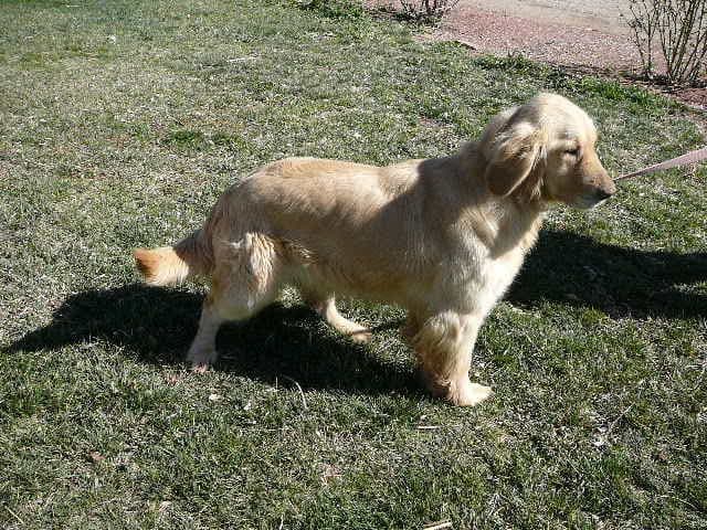 Golden Retriever Puppies media 2