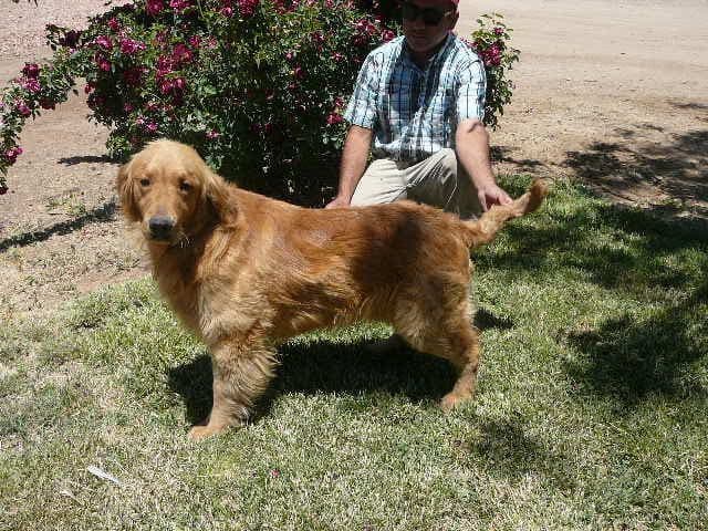 Golden Retriever Puppies media 2