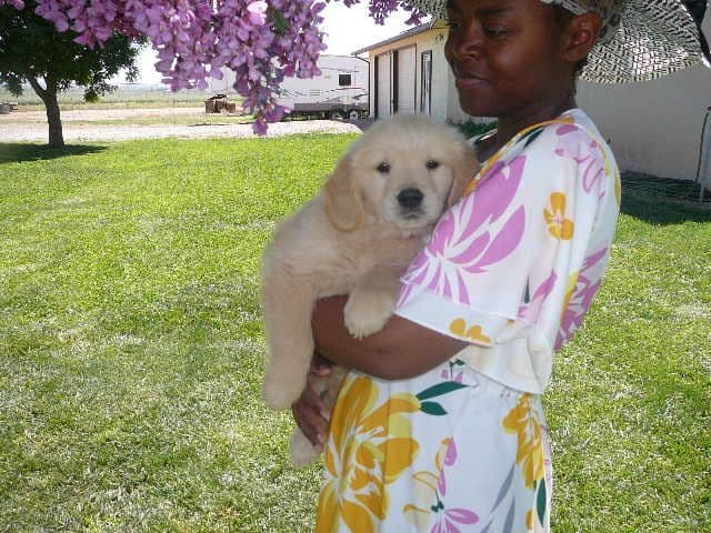 Golden Retriever Puppies media 3