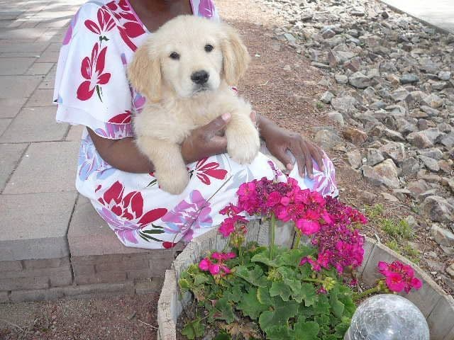 Golden Retriever Puppies media 4