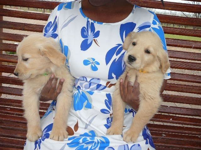Golden Retriever Puppies media 3