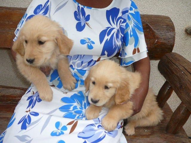 Golden Retriever Puppies media 4