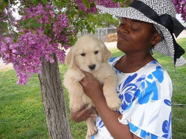 Golden Retriever Puppies media 5