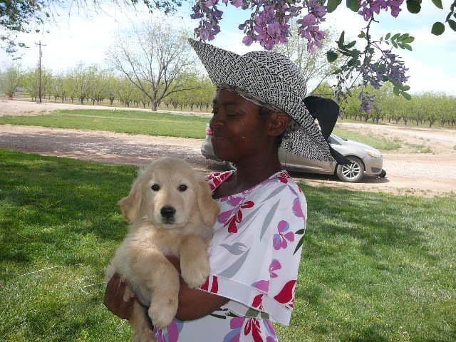 Golden Retriever Puppies media 6