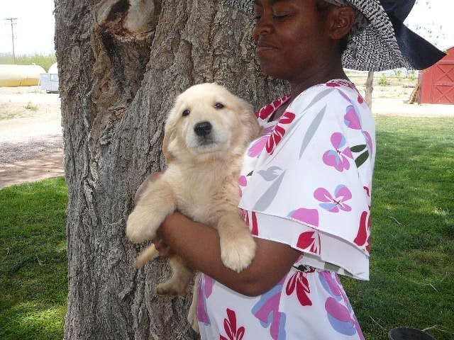 Golden Retriever Puppies media 7