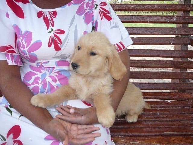Golden Retriever Puppies media 8
