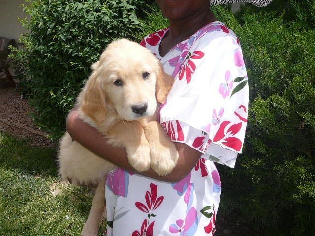 Golden Retriever Puppies media 9