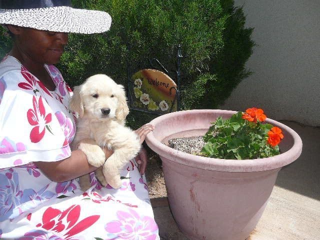 Golden Retriever Puppies media 10