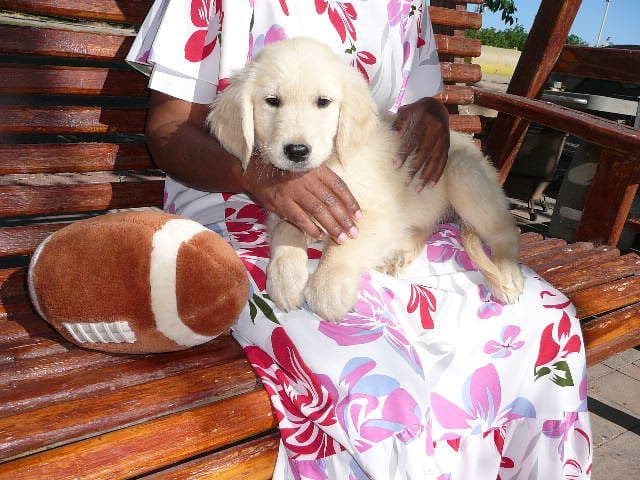 Golden Retriever Puppies media 3