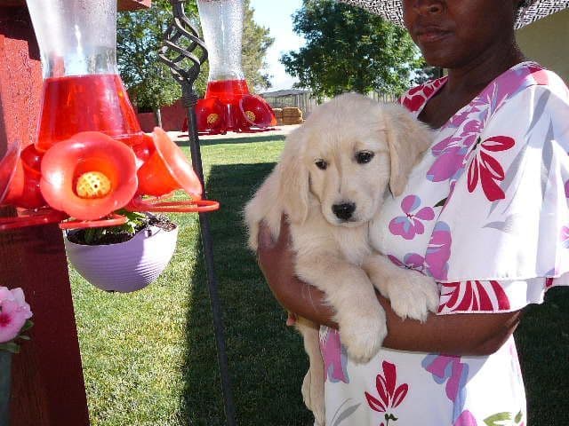 Golden Retriever Puppies media 4