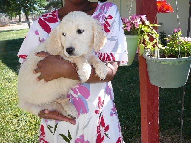 Golden Retriever Puppies media 5