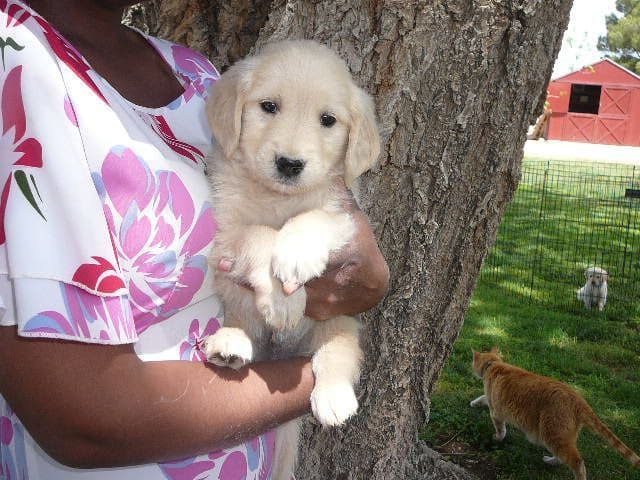 Golden Retriever Puppies media 6