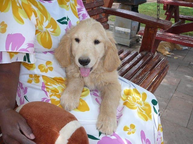 Golden Retriever Puppies media 5