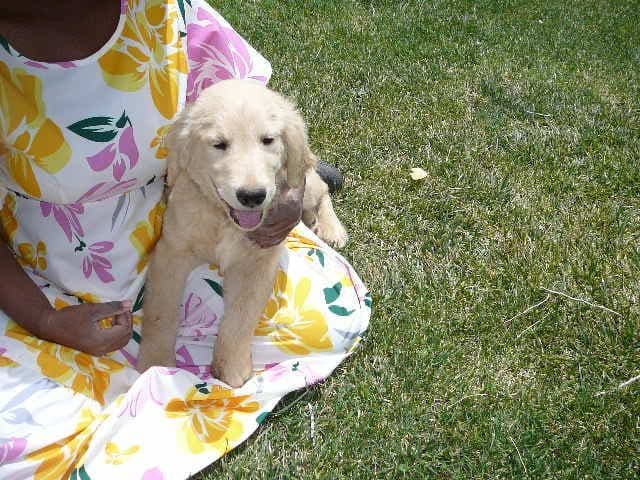 Golden Retriever Puppies media 11